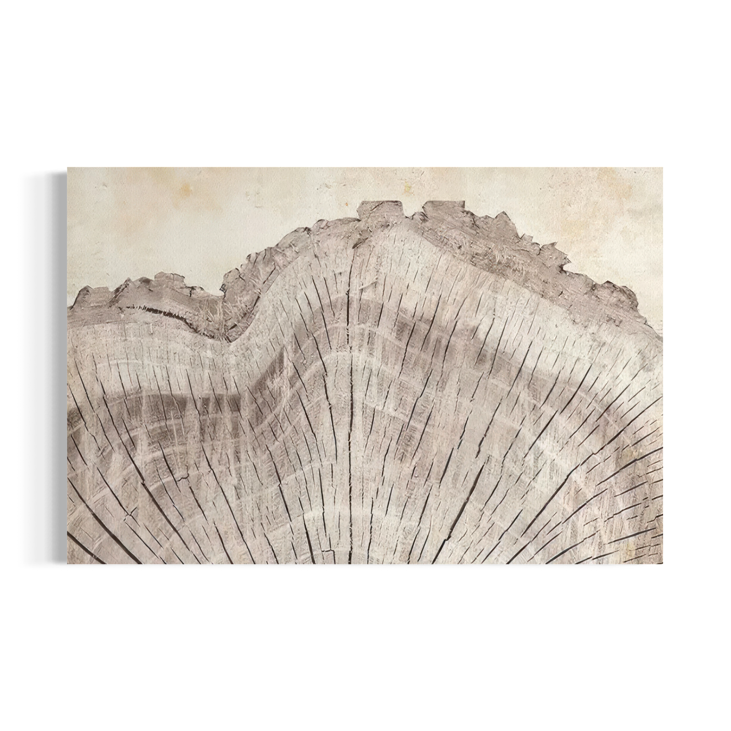 The image is a close-up of a tree stump, showcasing the intricate patterns and textures of the wood.