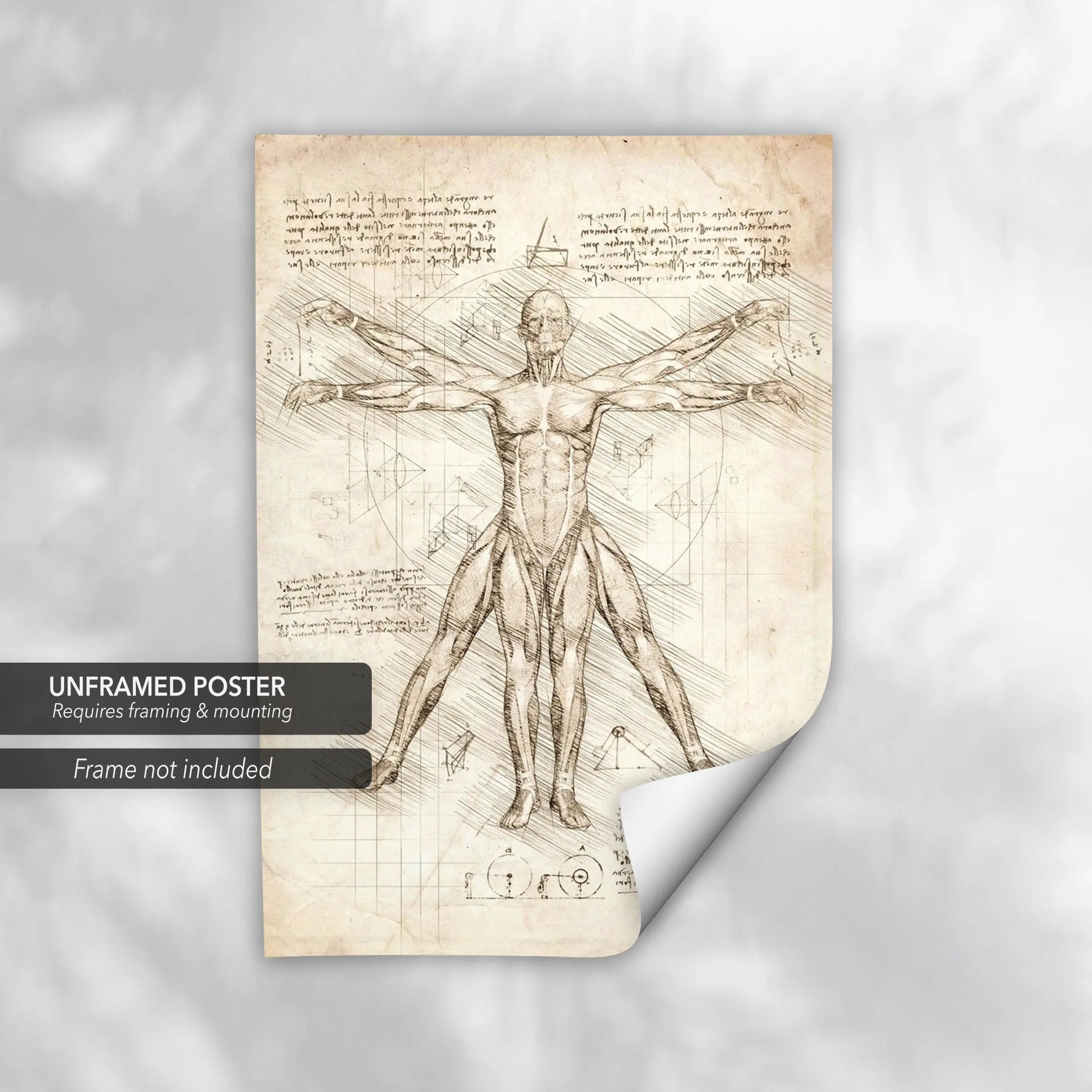 Leonardo da Vinci Vitruvian Man Canvas Art | Poster Prints - Canvastoria