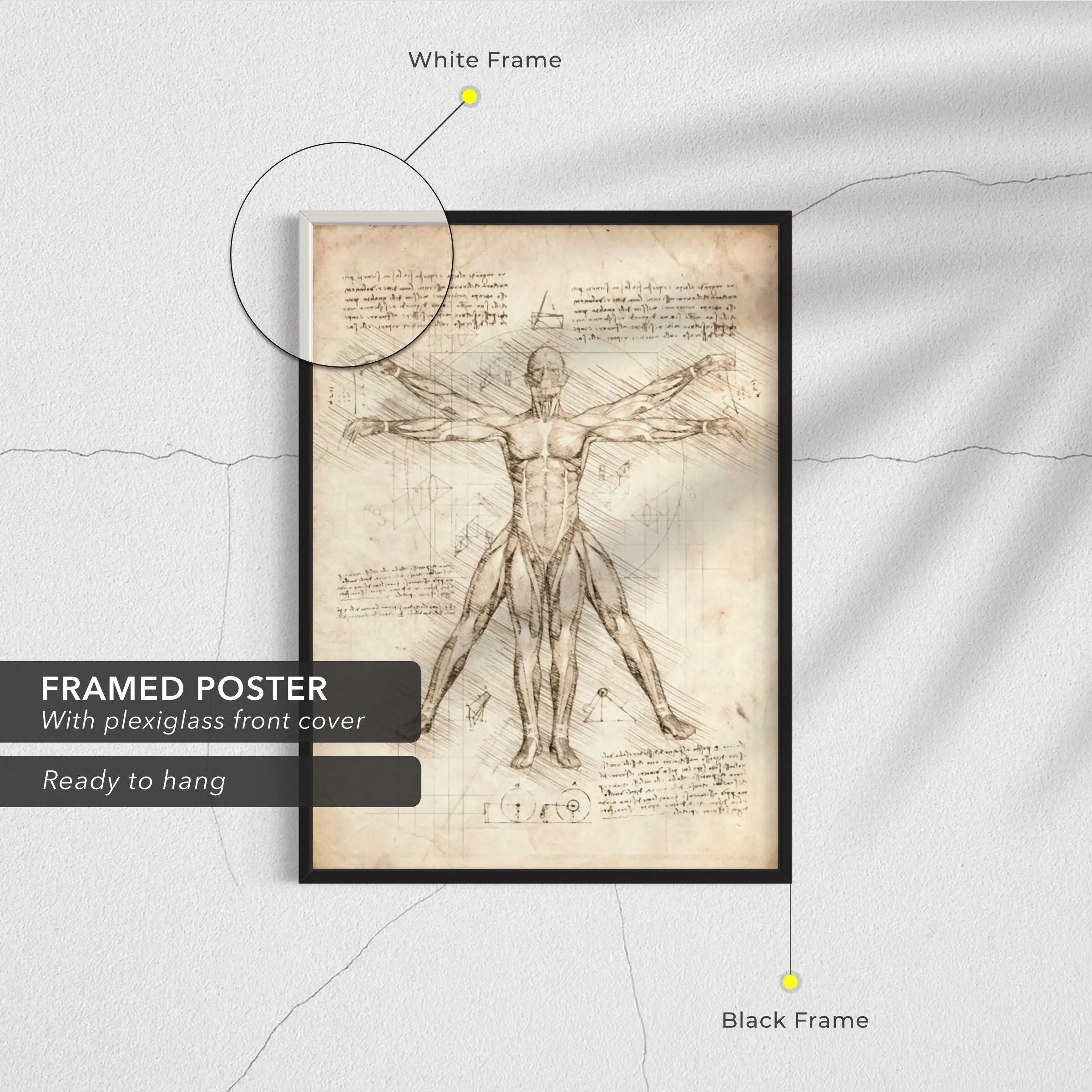 Leonardo da Vinci Vitruvian Man Canvas Art | Poster Prints - Canvastoria