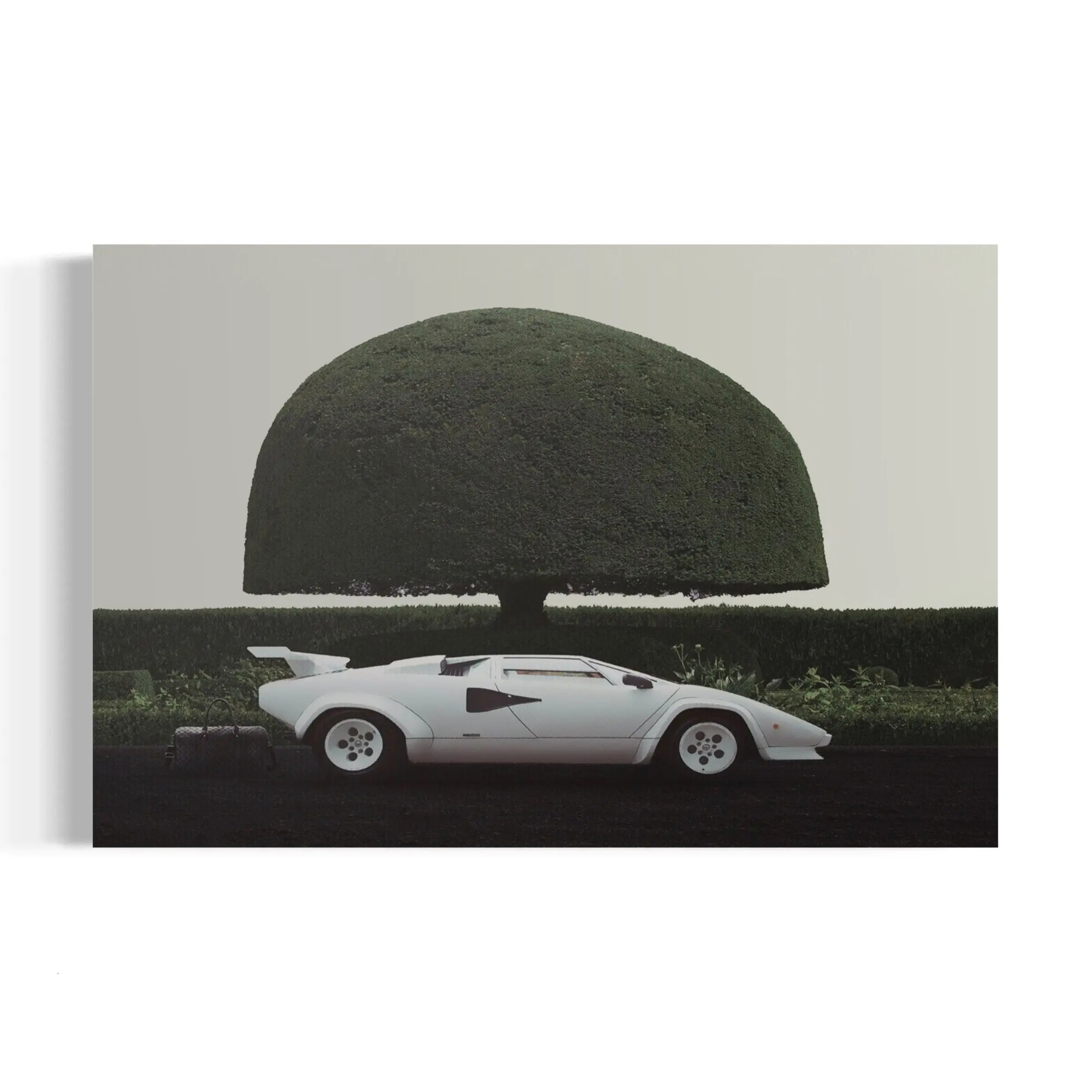 a white sports car parked in front of a large tree