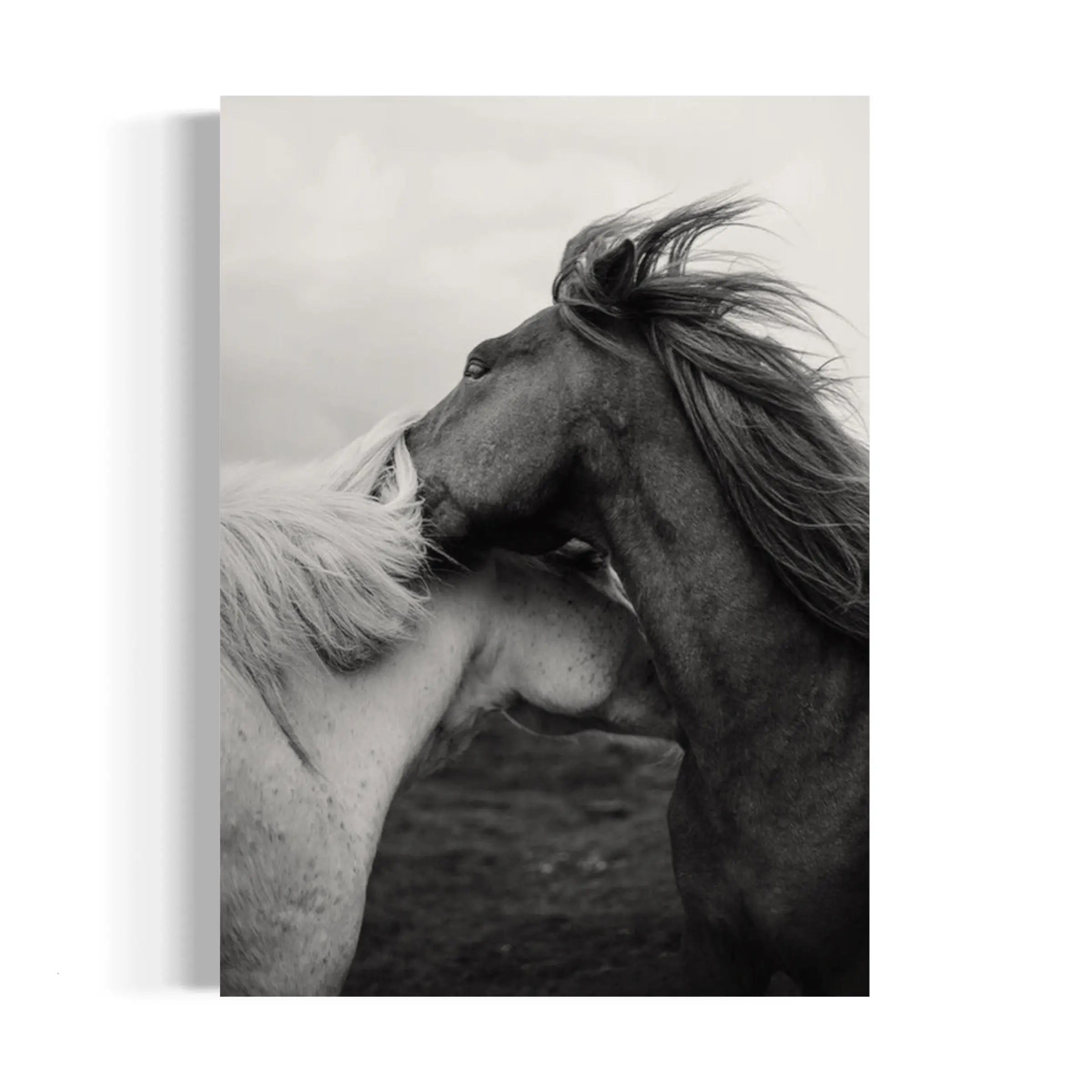 a black and white photo of two horses