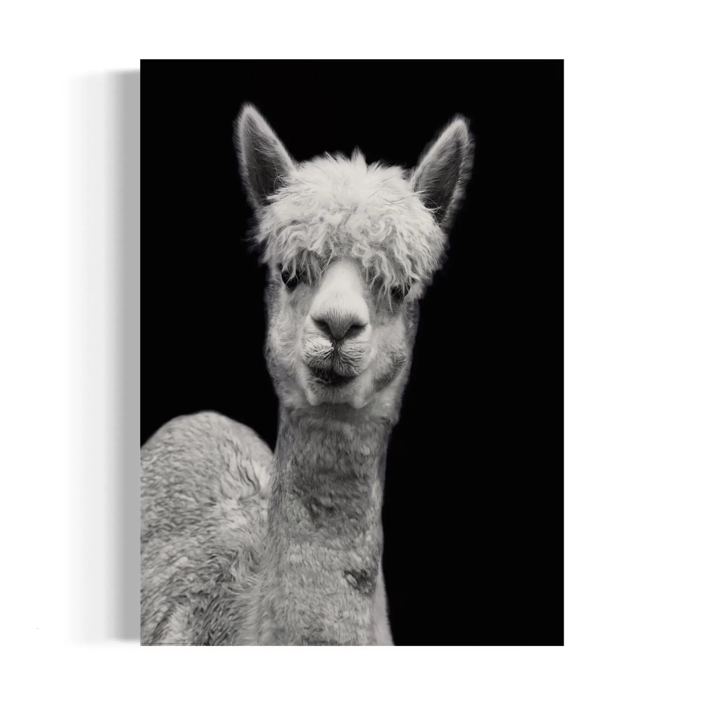 a black and white photo of a llama