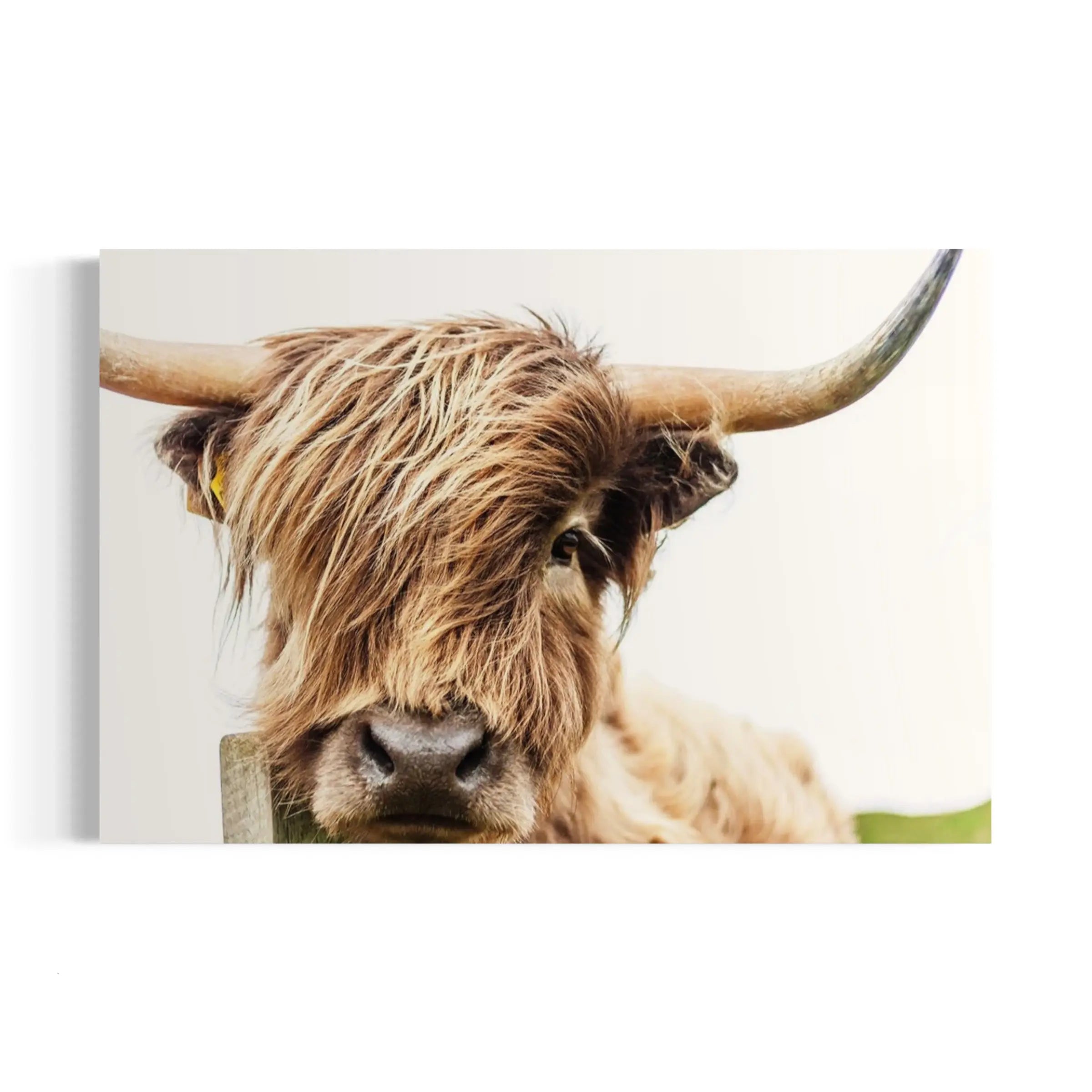 a close up of a cow with long hair