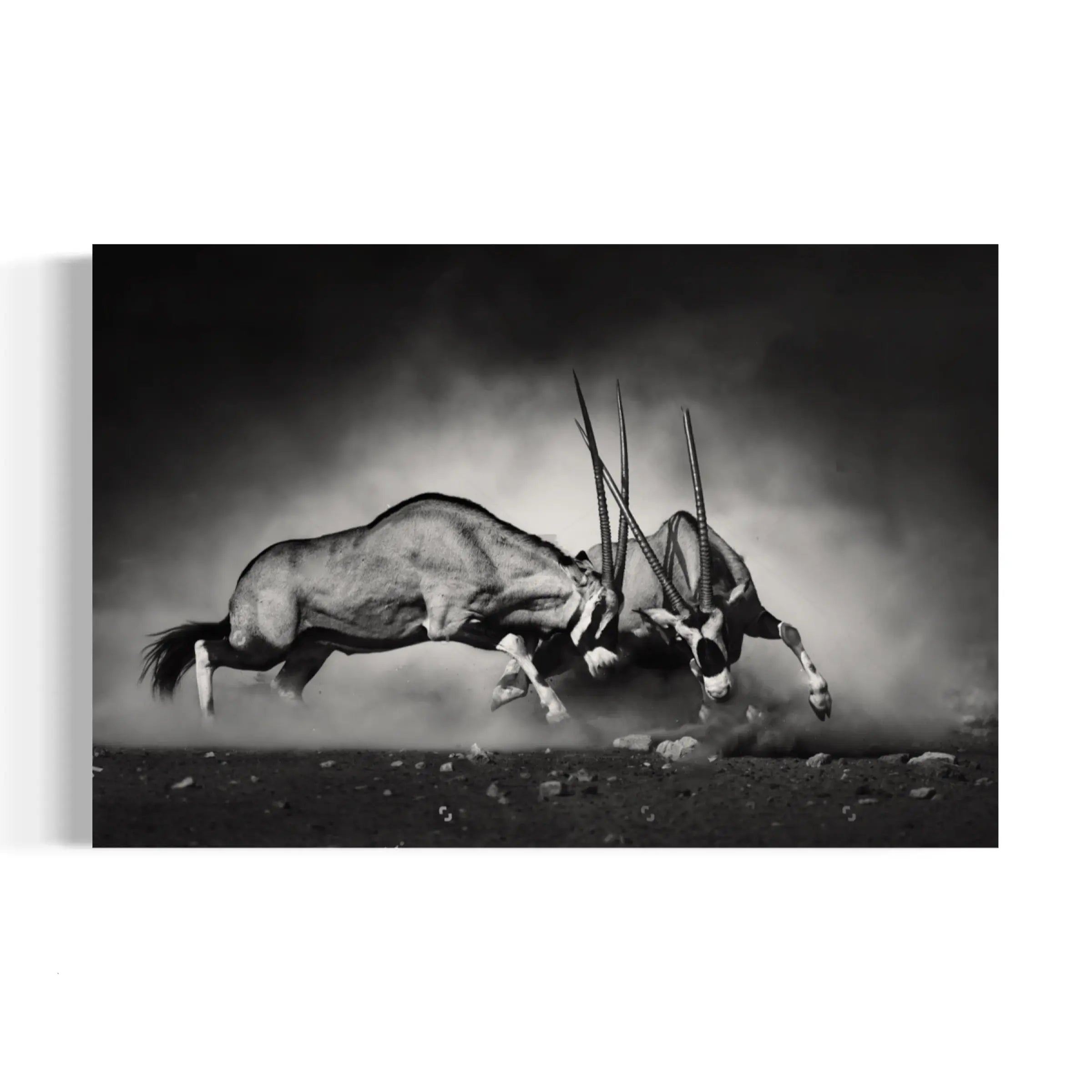 a black and white photo of two antelope fighting