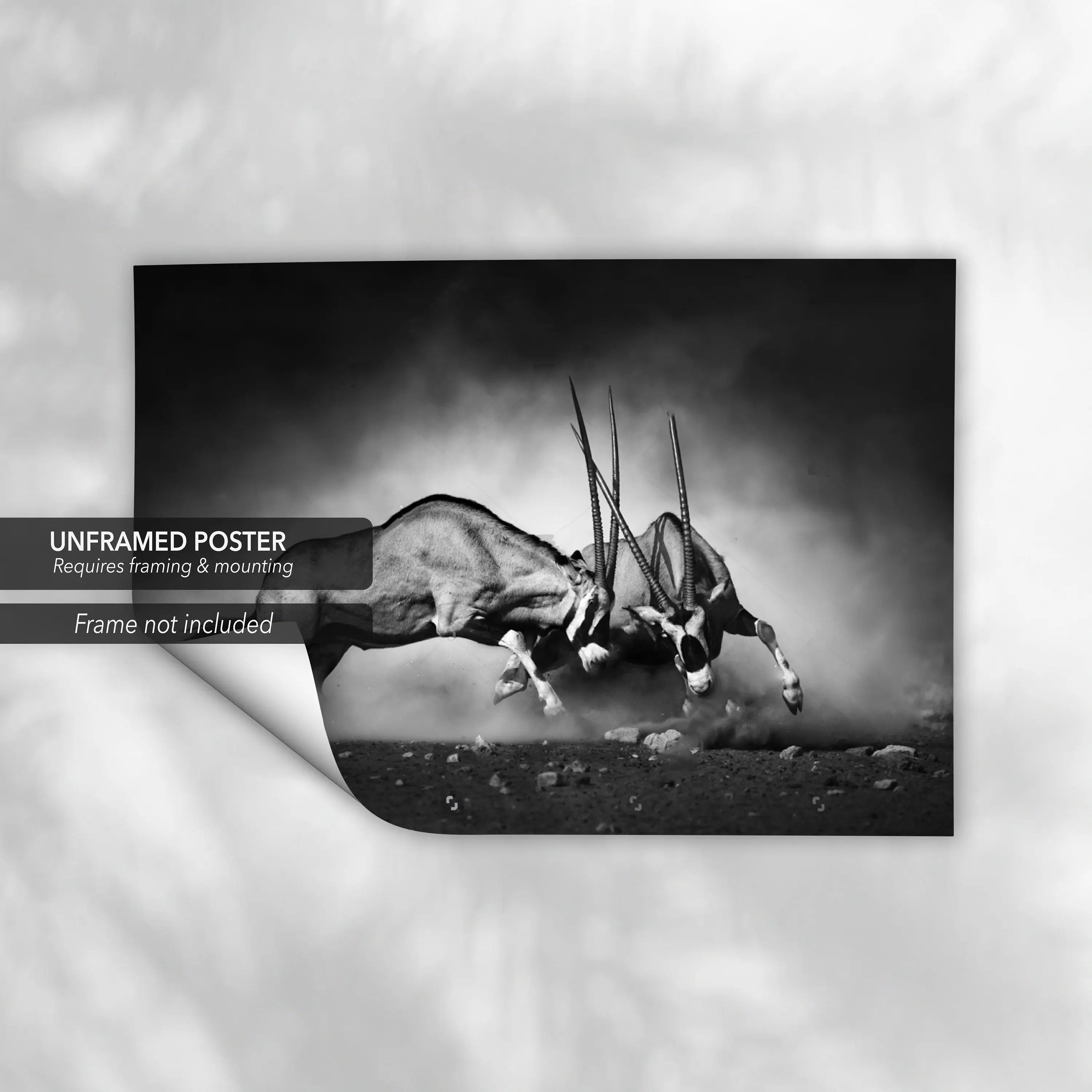 Fighting Oryxes in Wild Canvas Wall Art | Poster Print Canvastoria